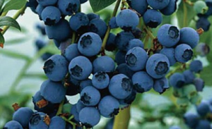 Blueberries for blog