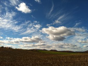 Beautiful day in the field